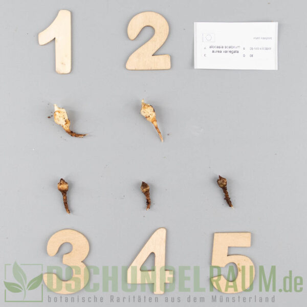 Rhizome: Alocasia scalprum aurea variegata #01 – Bild 2
