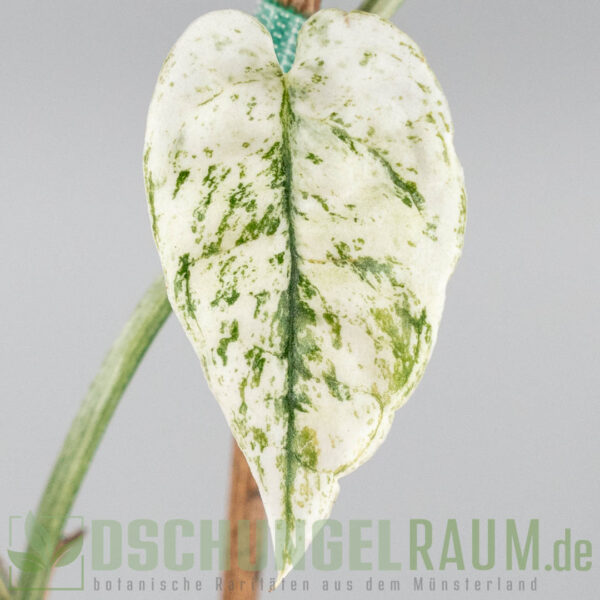 Epipremnum cebu blue ghost variegata