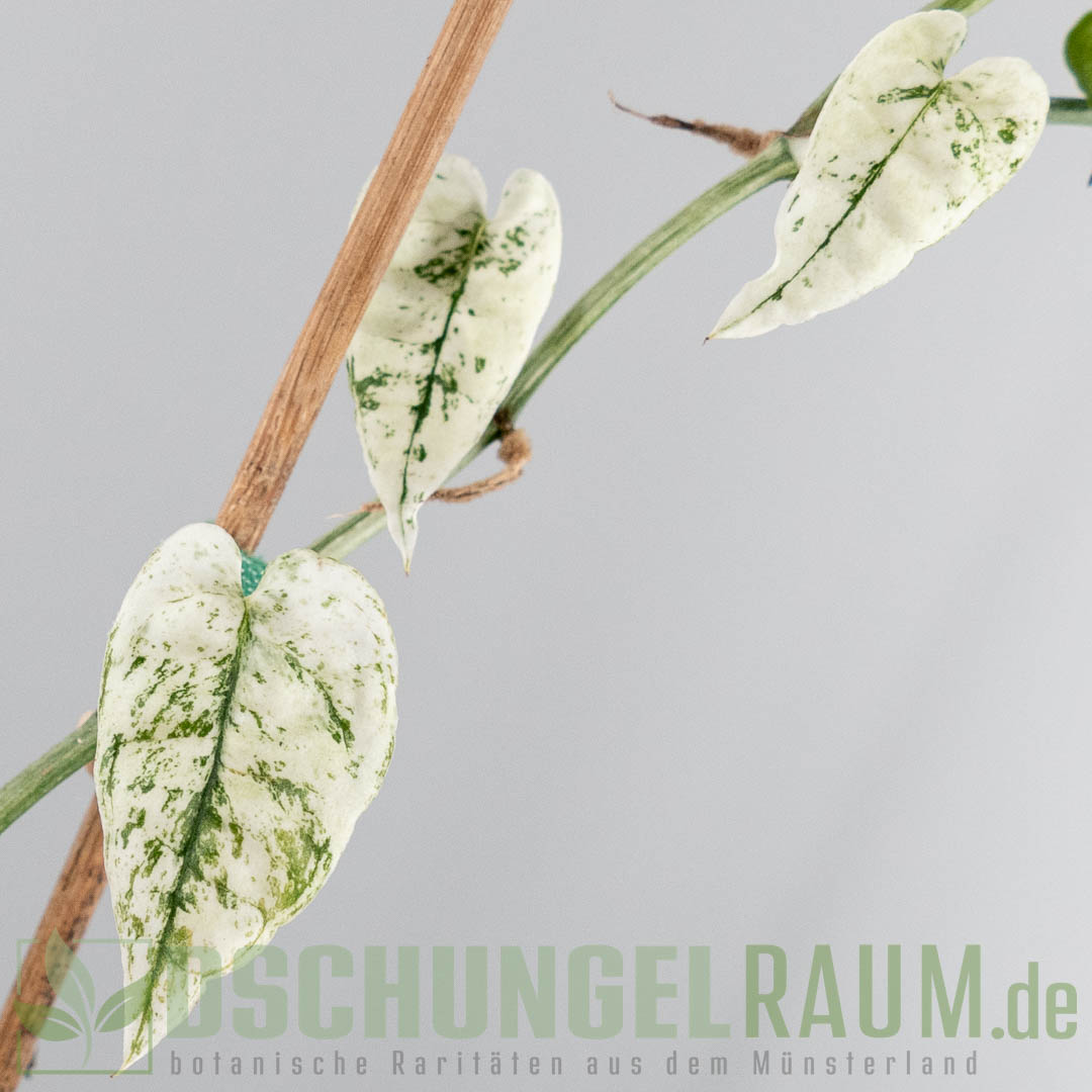 Epipremnum cebu blue ghost variegata