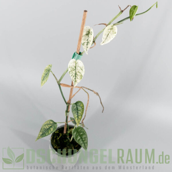 Epipremnum cebu blue ghost variegata