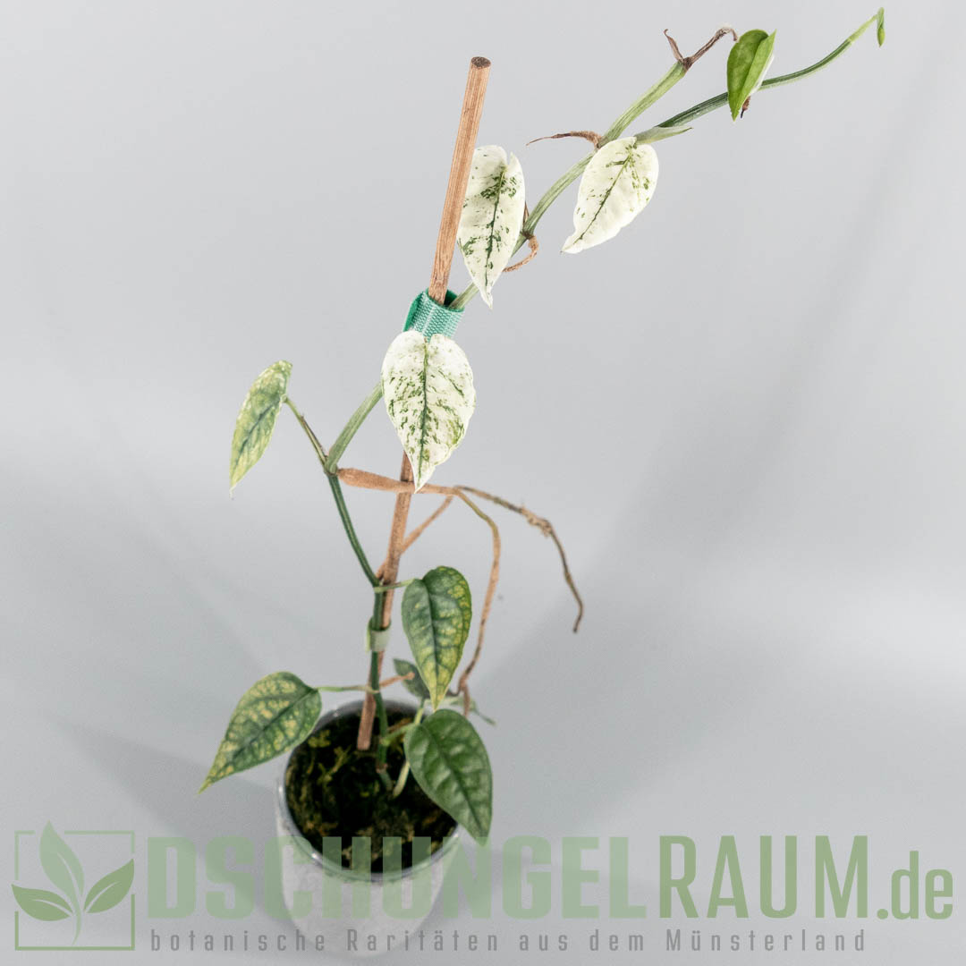 Epipremnum cebu blue ghost variegata