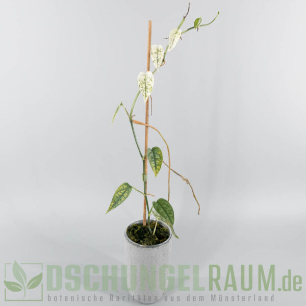 Epipremnum cebu blue ghost variegata