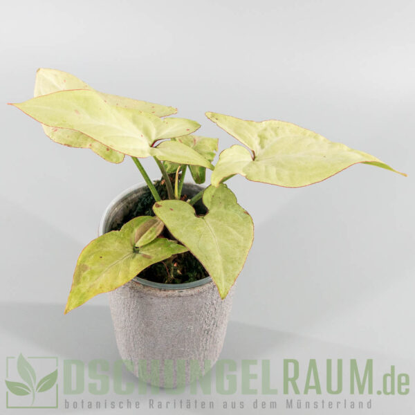 Syngonium strawberry milk