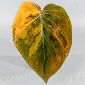Neu im Shop