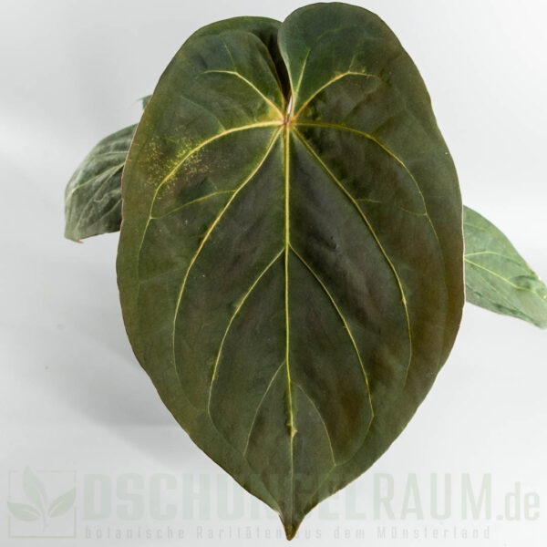 Anthurium King of Spades × Papillilaminum A+ × RLFS