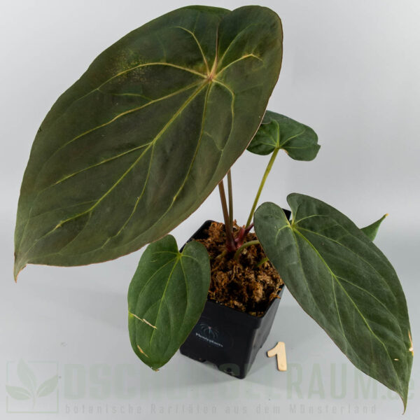Anthurium King of Spades × Papillilaminum A+ × RLFS