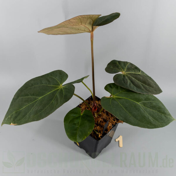 Anthurium King of Spades × Papillilaminum A+ × RLFS