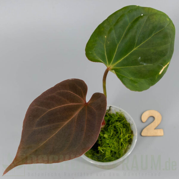 Anthurium King of Spades × Papillilaminum A+ × RLFS