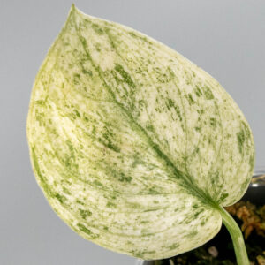 Scindapsus halimoon