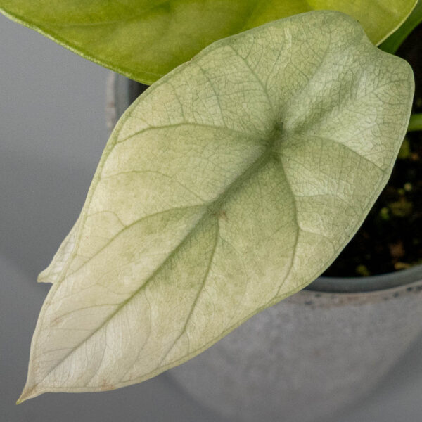 Alocasia sinuata mint variegata
