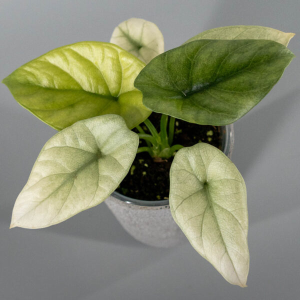 Alocasia sinuata mint variegata