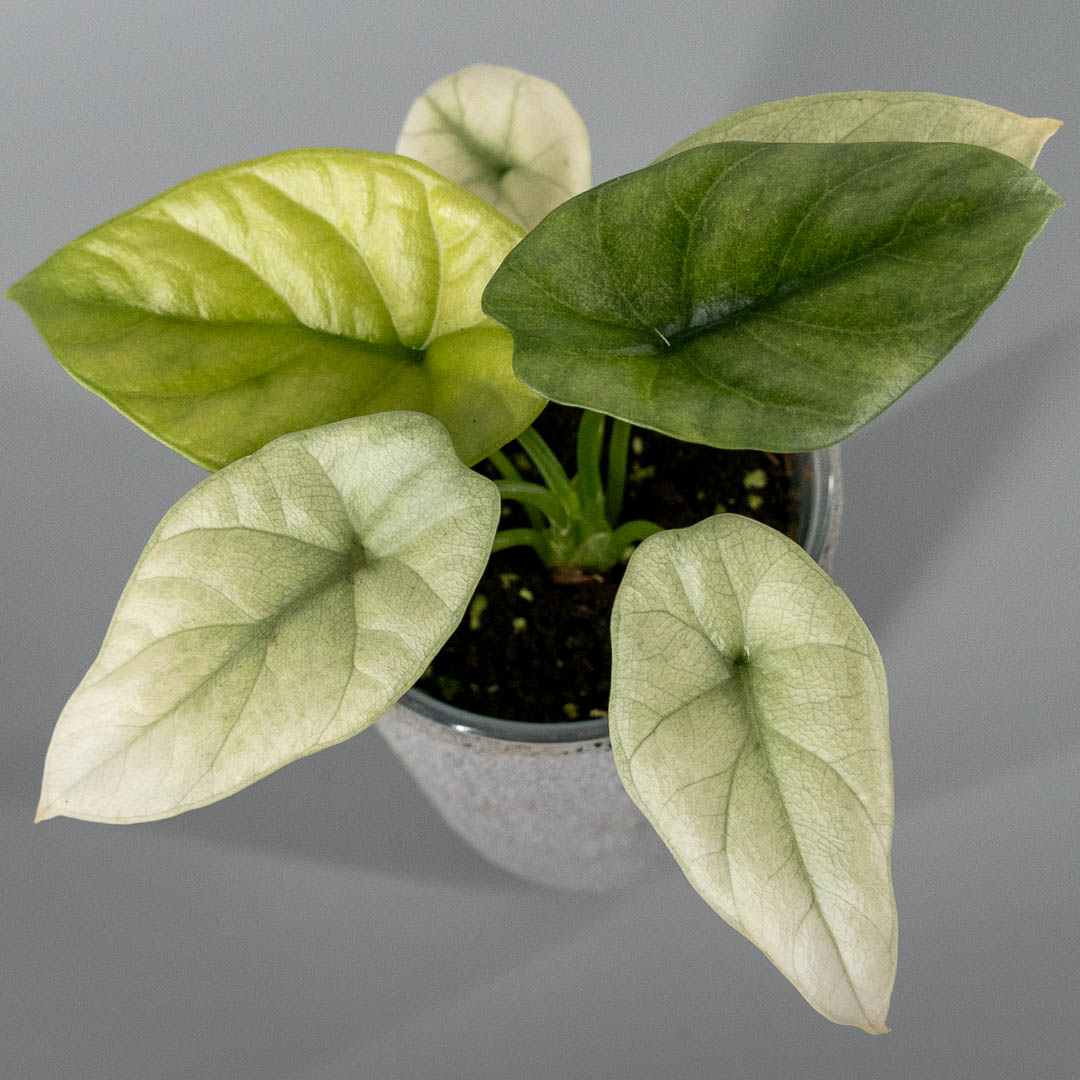 Alocasia sinuata mint variegata