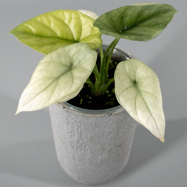 Alocasia sinuata mint variegata