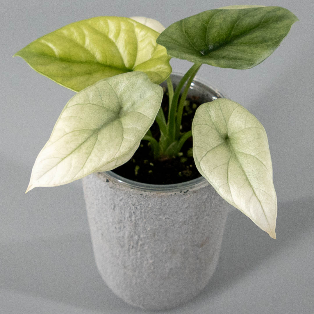 Alocasia sinuata mint variegata