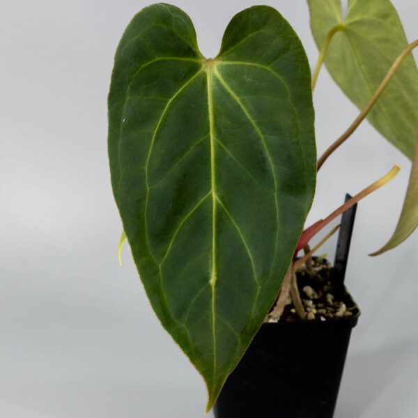 Anthurium NOID Blue Bird × Papillilaminum A+ × RLFS