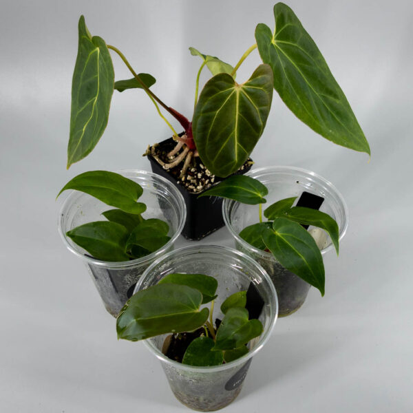 Anthurium NOID Blue Bird × Papillilaminum A+ × RLFS