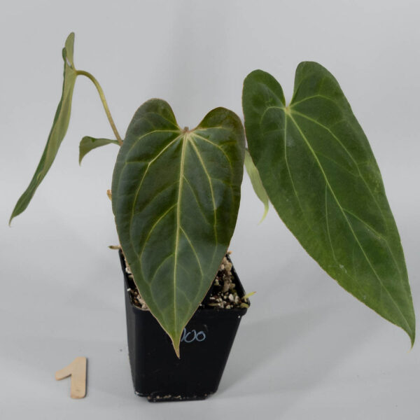 Anthurium NOID Blue Bird × Papillilaminum A+ × RLFS