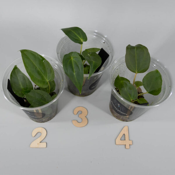 Anthurium NOID Blue Bird × Papillilaminum A+ × RLFS