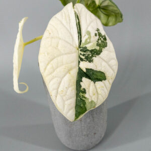 Alocasia melo variegata