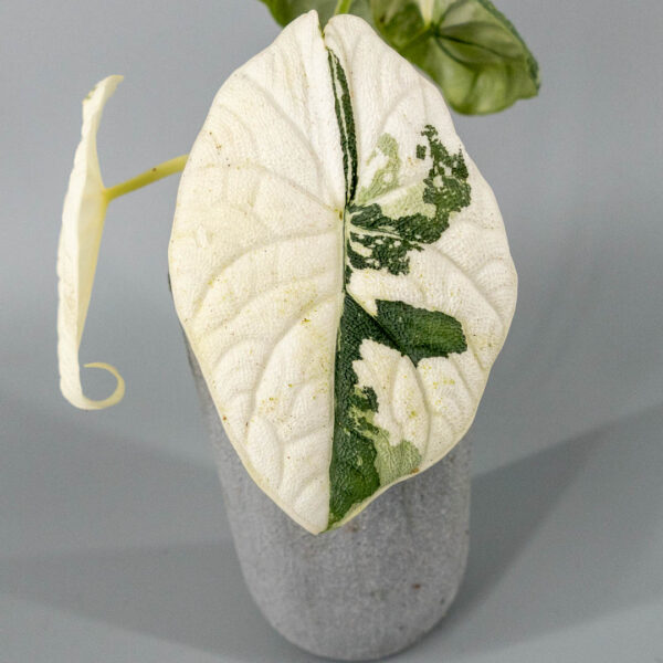 Alocasia melo variegata