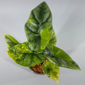 Alocasia sinuata aurea variegata