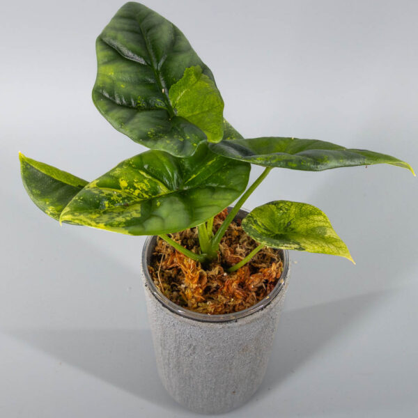 Alocasia sinuata aurea variegata
