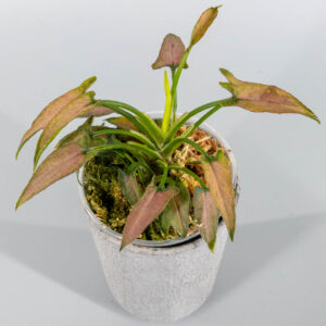 Syngonium dark cherry