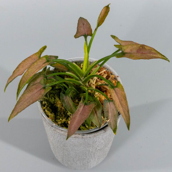 Syngonium dark cherry