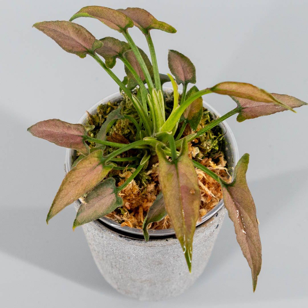 Syngonium dark cherry