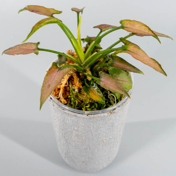 Syngonium dark cherry