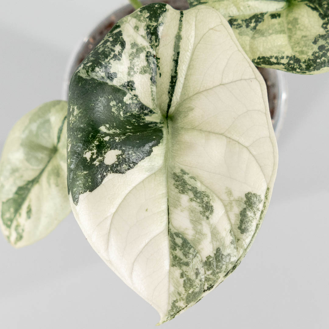 Alocasia sinuata albo variegata