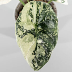 Alocasia sinuata albo variegata