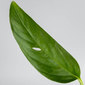 Monstera obliqua napo