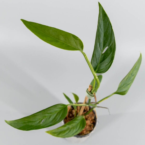 Monstera obliqua napo
