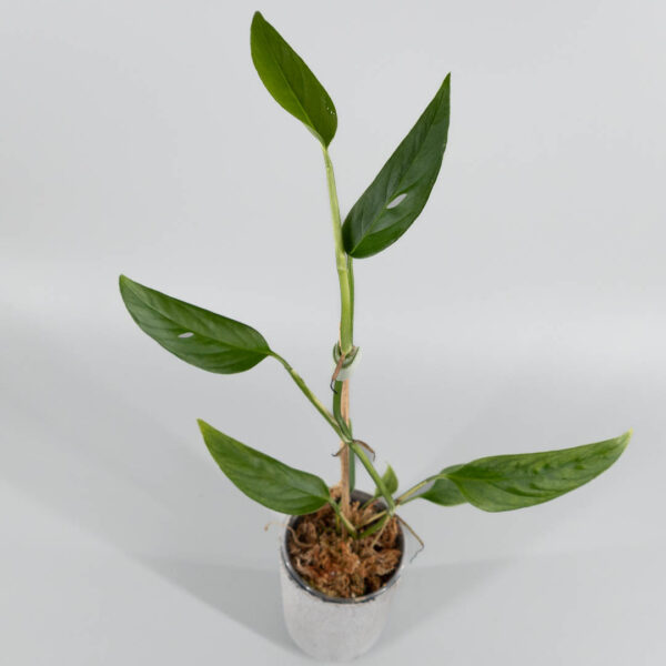Monstera obliqua napo