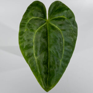 Anthurium velvet cherry x heinz