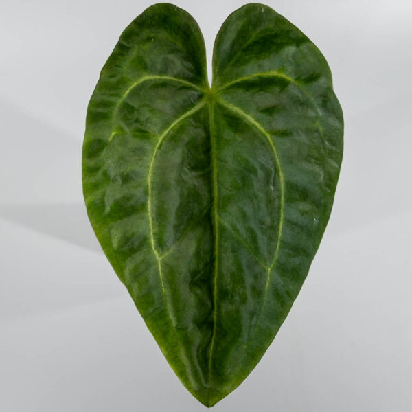 Anthurium velvet cherry x heinz