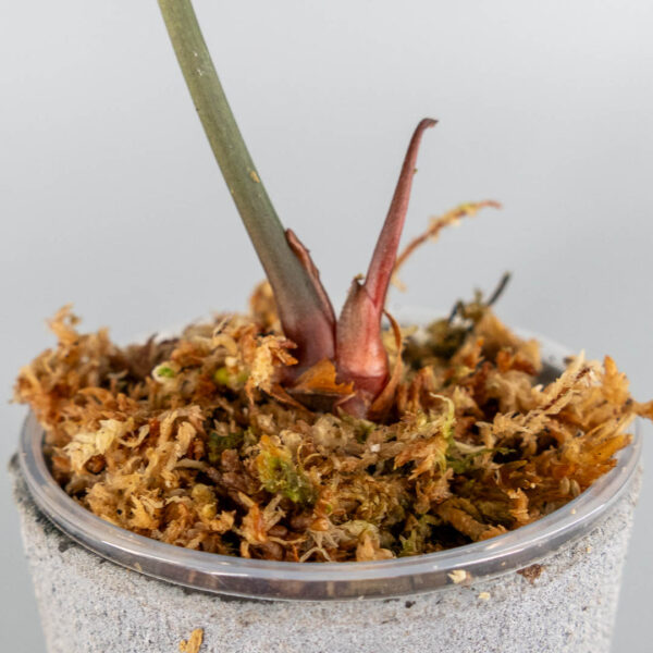 Anthurium velvet cherry x heinz, sehr selten #01 – Bild 2