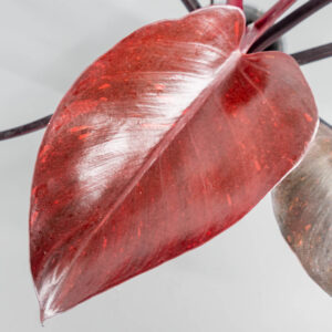Philodendron orange princess