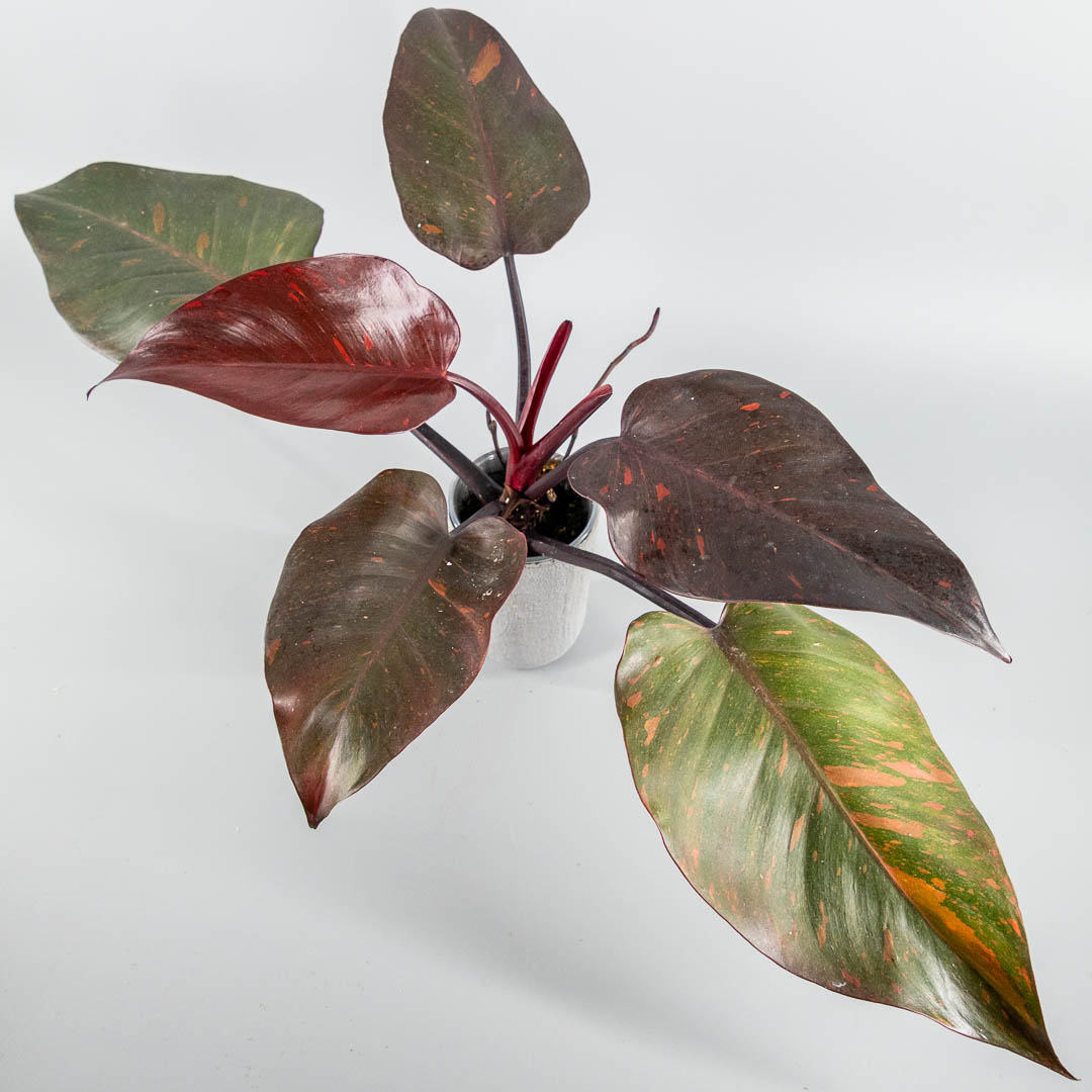Philodendron orange princess