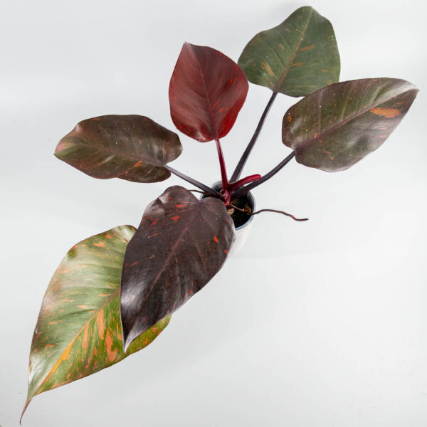 Philodendron orange princess