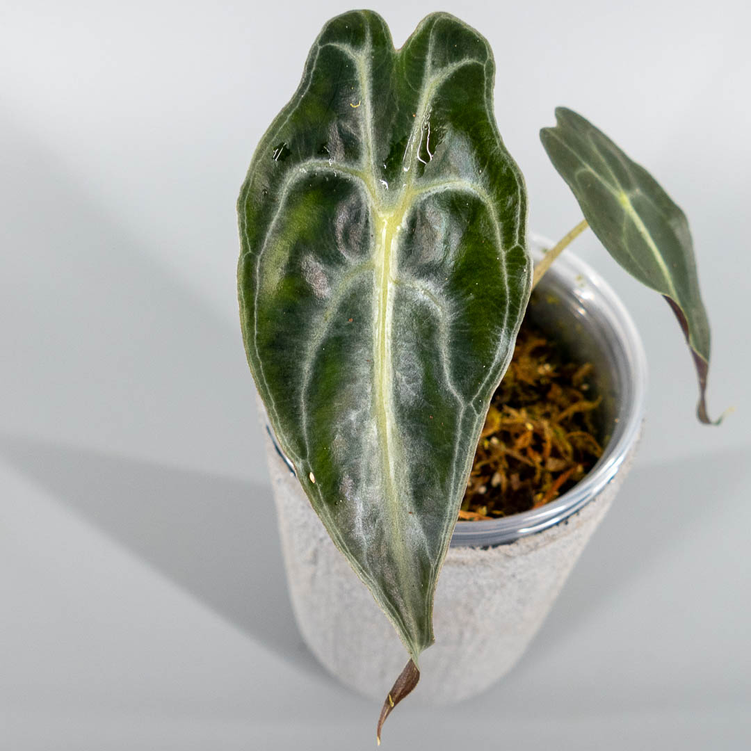 Alocasia venom