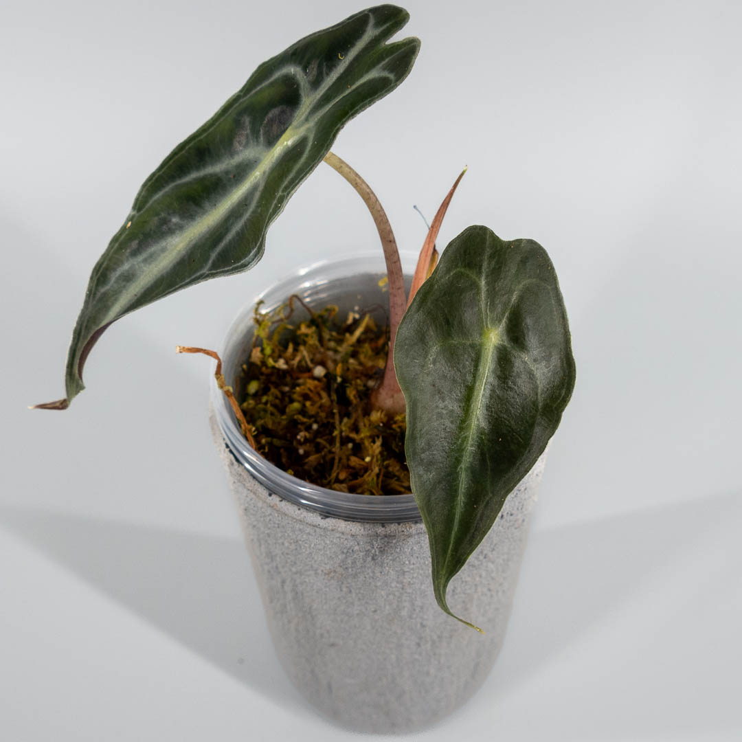 Alocasia venom