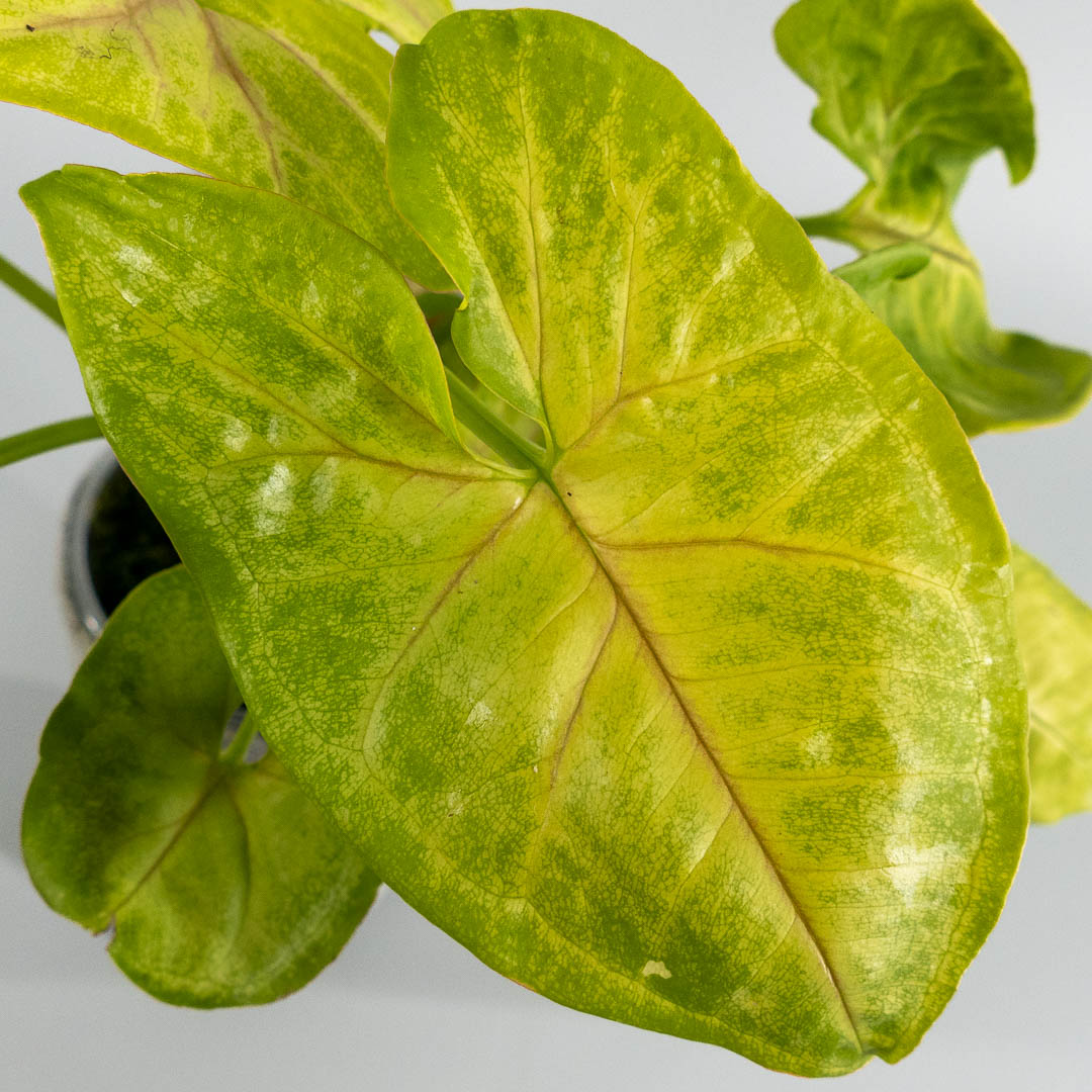 Syngonium lime soda variegata