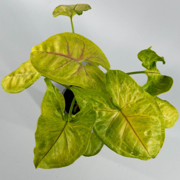 Syngonium lime soda variegata