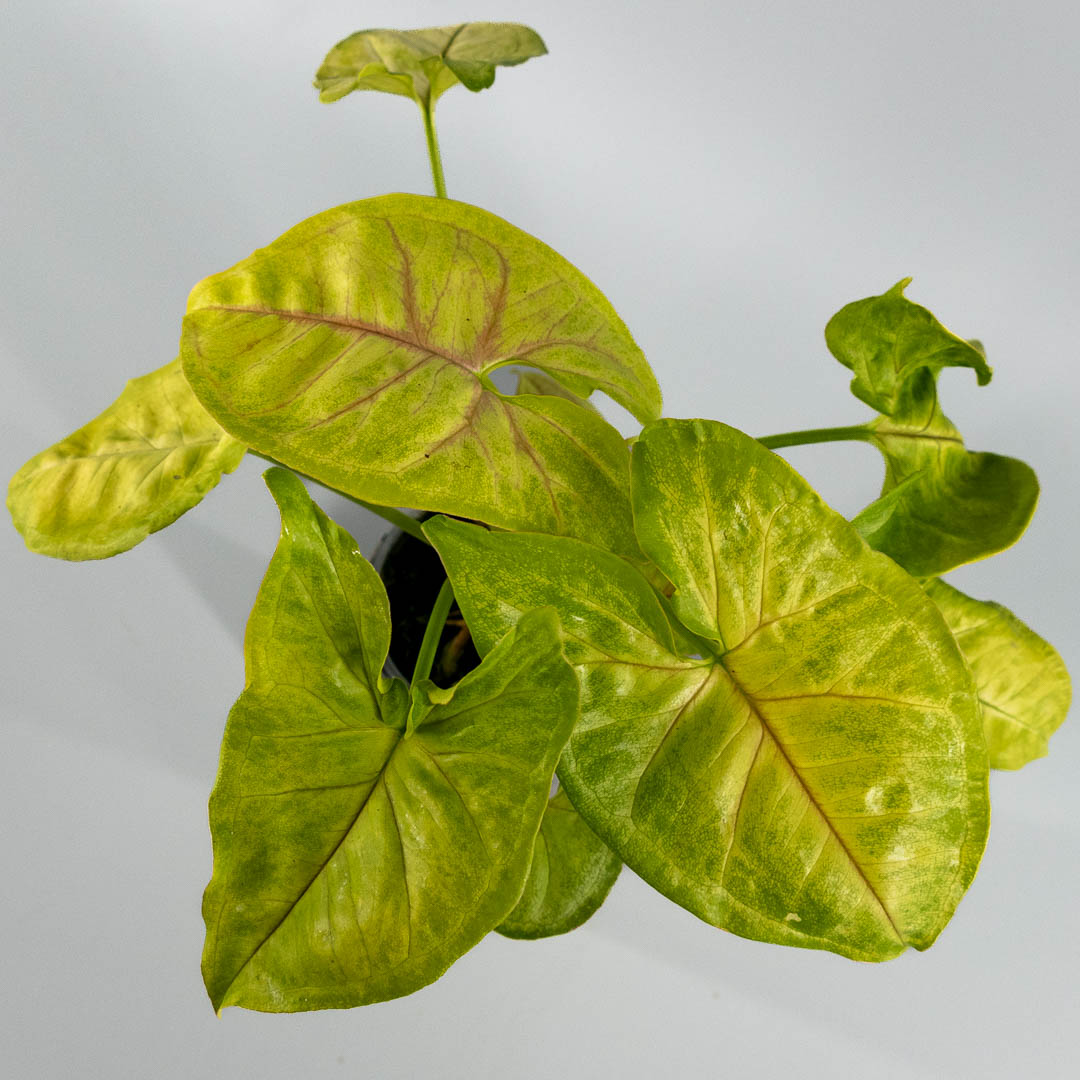 Syngonium lime soda variegata
