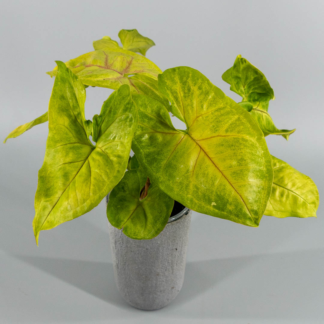 Syngonium lime soda variegata