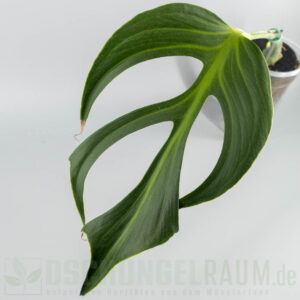 Monstera burle marx flame