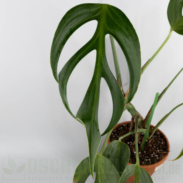 Monstera burle marx flame