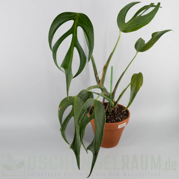 Monstera burle marx flame, XXL, #08 – Bild 3